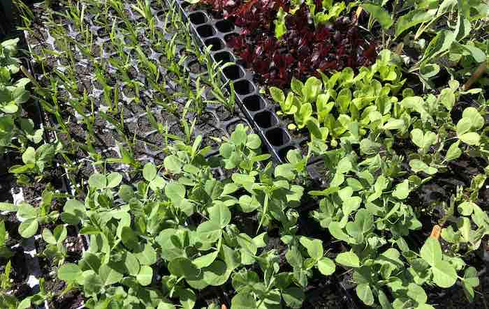 Trays of pea seedlings and other vegetable seedlings