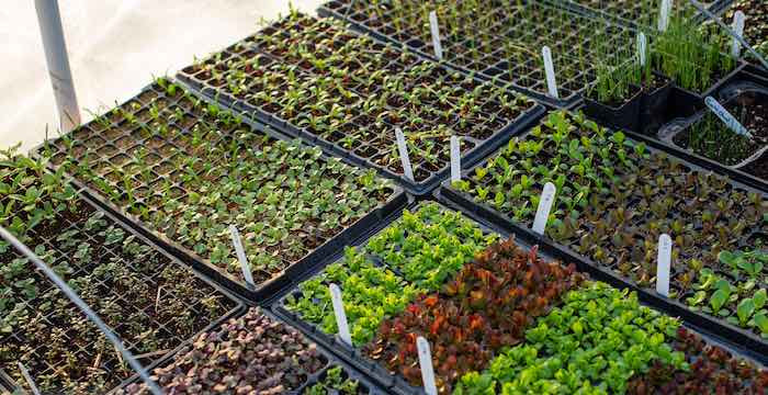 Trays of vegetable seedlings growing in a polytunnel