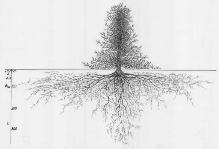 tree root diagram