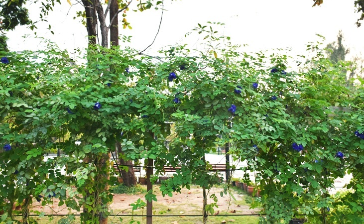 Climbing pea on a mesh trellis