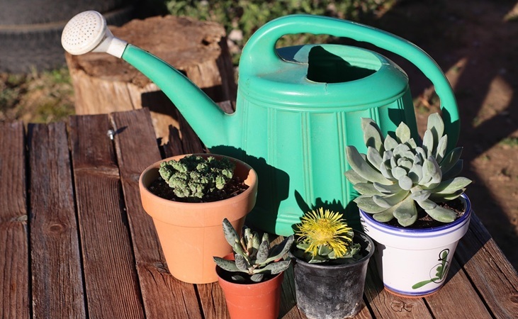 a watering can and succulent plants in pots a watering can and succulent plants in pots