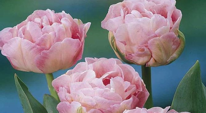 Double tulip angelique