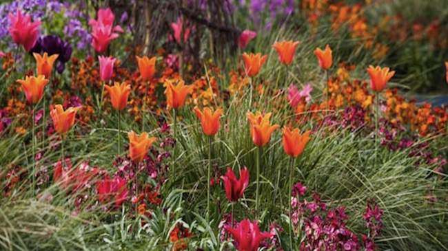 Display of tulip ballerina and triumph