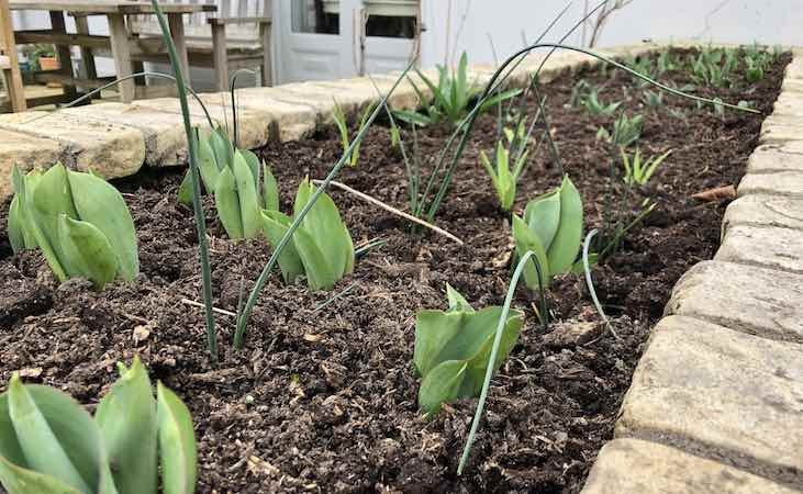 Tulip bulbs in a flower bed Tulip bulbs in a flower bed
