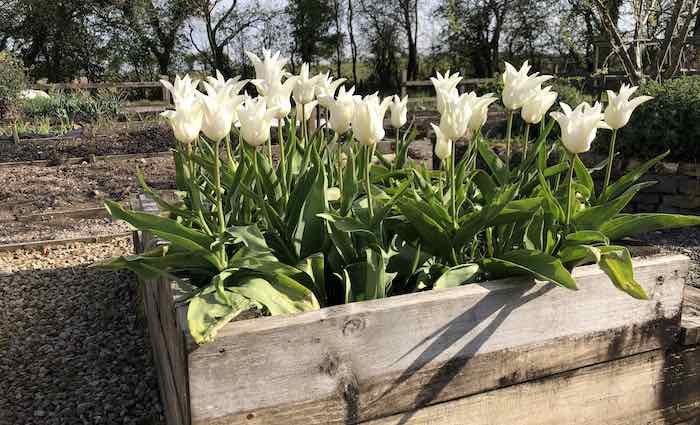 Tulip white triumphator in a raised bed