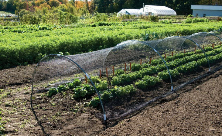a crop protection tunnel a crop protection tunnel