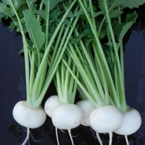 Turnip tokyo cross