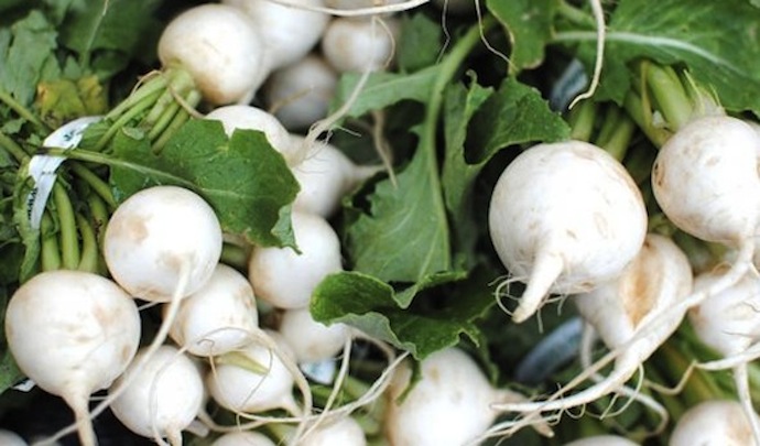 Growing turnip tokyo cross