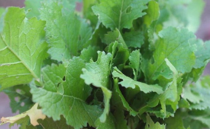 Turnip tops Turnip tops