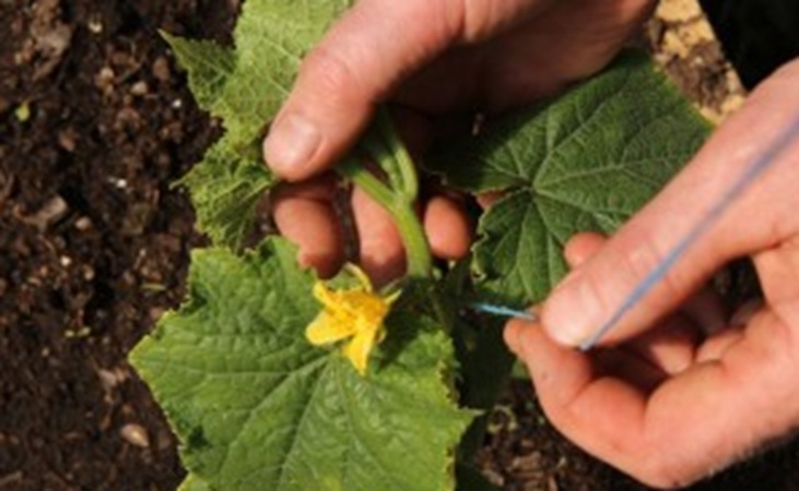 Tying up courgettes with twine