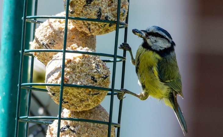 A blue tit availing of a suet feeder