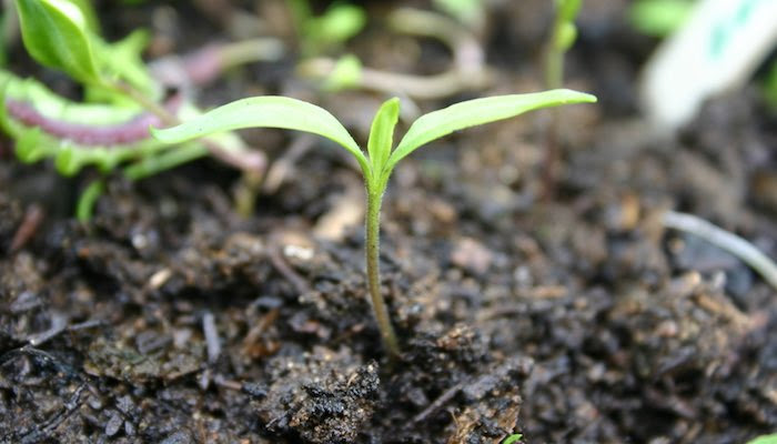 vegetable seedling