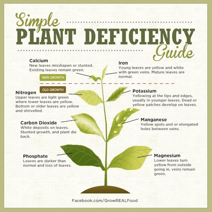 Plant Deficiency guide. What's wrong with my plant