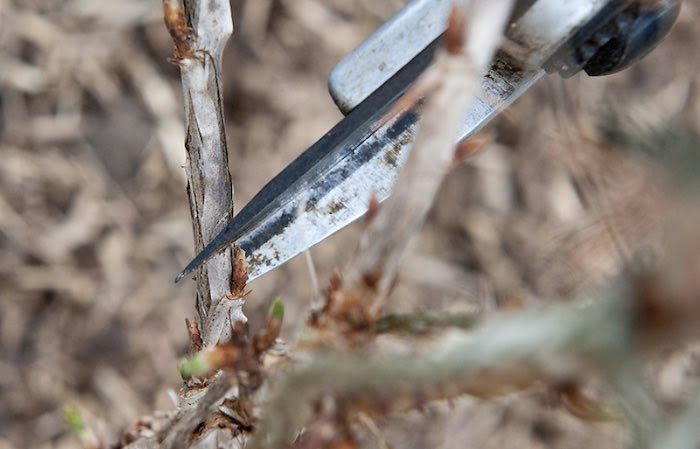 Pruning soft bushes