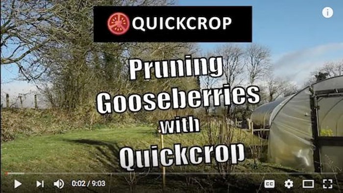 How to prune gooseberries
