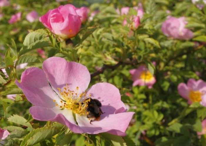 Dog Rose hedge