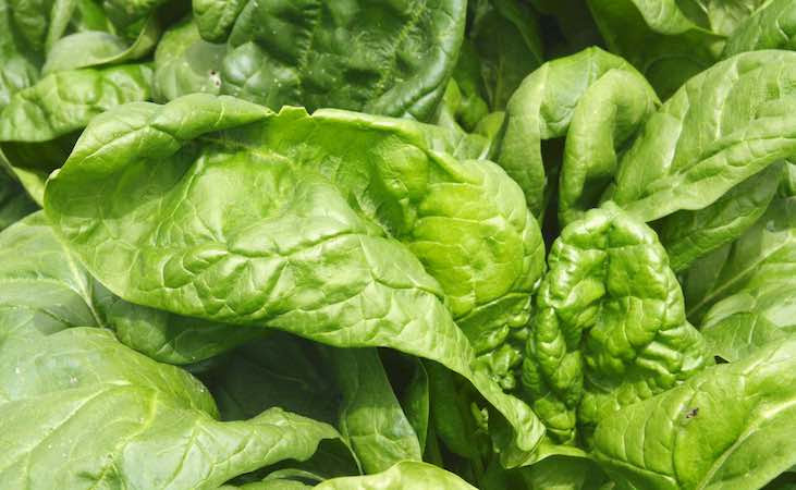 Spinach leaves