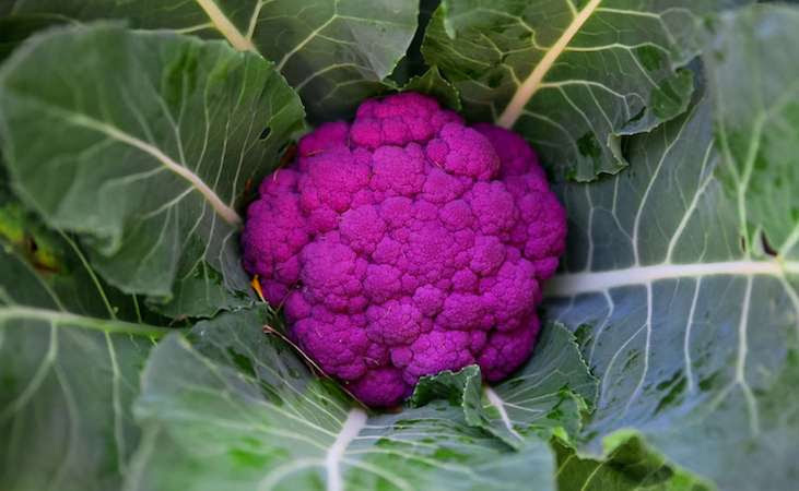 Purple coloured 'Graffiti' cauliflower