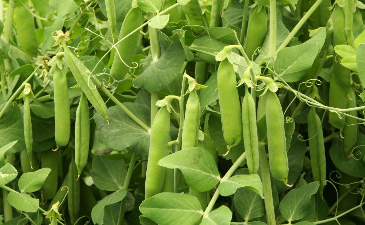 Peas in pods