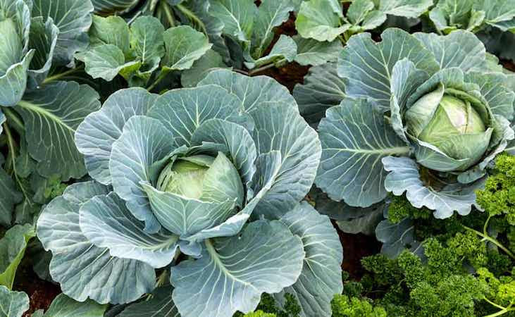 healthy heads of cabbage
