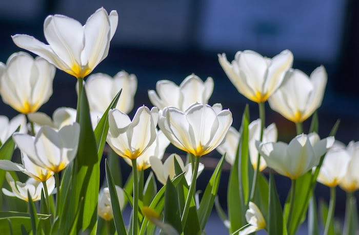 White tulips in bloom. Adding flower bulbs to your garden