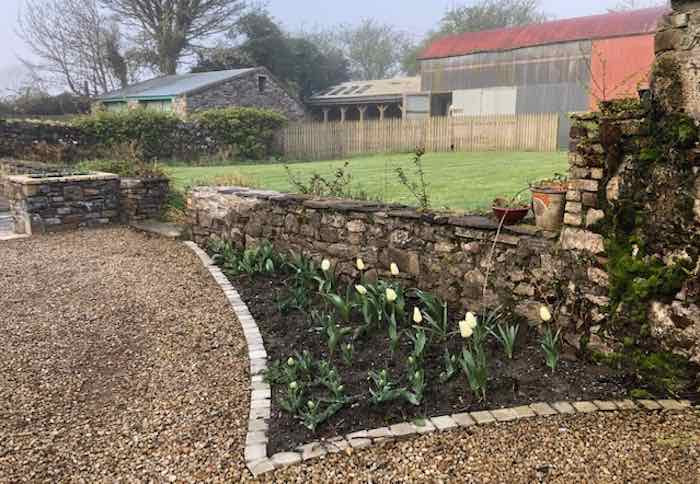 White tulips in a flower garden