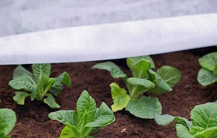 Using fleece to harden off seedlings