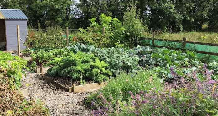 Vegetable garden kale, cabbage