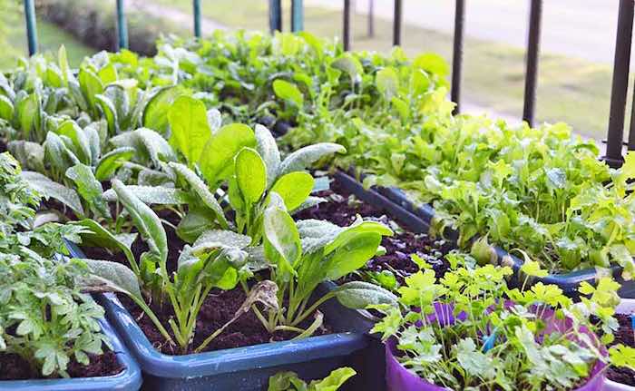 Growing containers in vegetables 700
