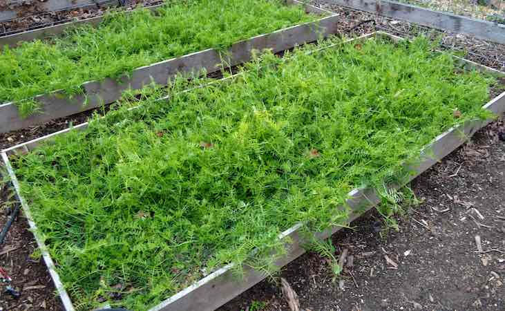 vetch green manure in raised beds