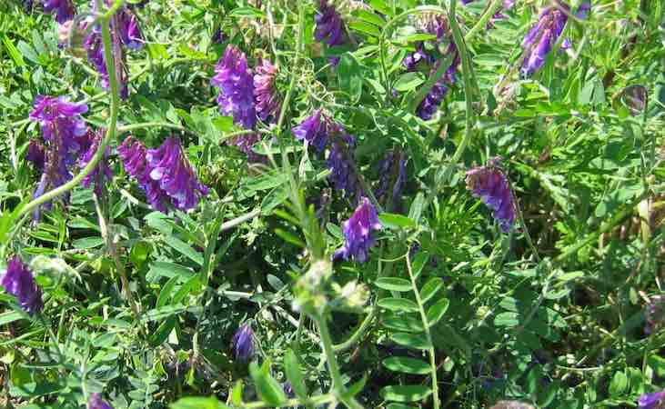 winter vetch