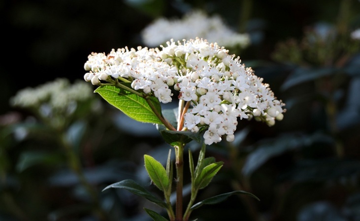 Viburnum Tinus
