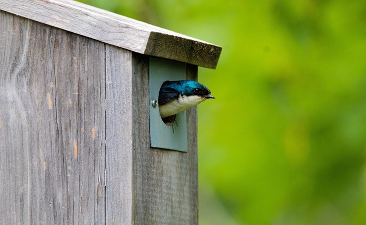 Nest box with a plate around the entrance hole 