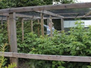 Walk in timber fruit cage