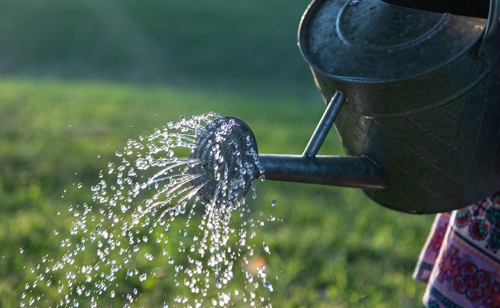 watering in the outdoor garden