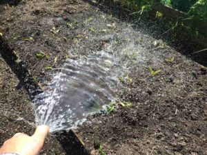 Waterng beetroot seedlings with a hose