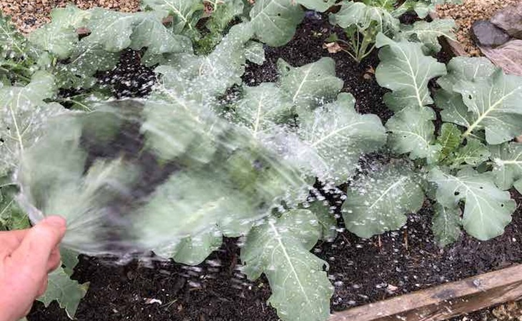 Watering calabrese in beds