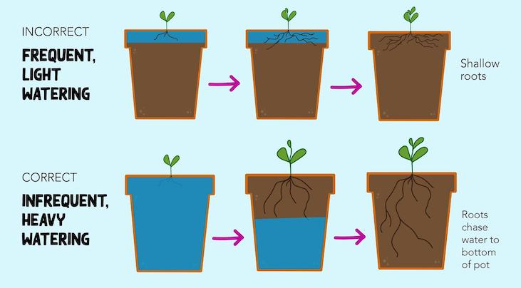 frequent light watering vs infrequent heavy watering