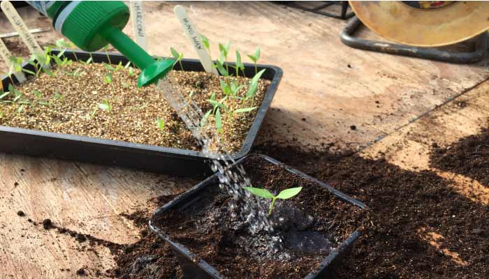 Watering chilli pepper seedling