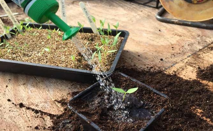 Watering a pepper seedling