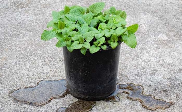 Water seeping from the bottom of a plant pot Water seeping from the bottom of a plant pot