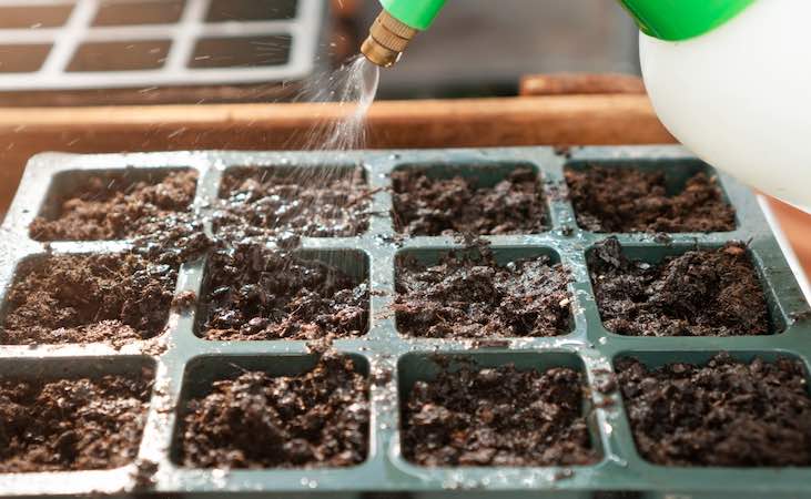 Watering seed compost vegetable growing