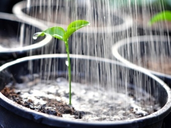 watering vegetable seedlings