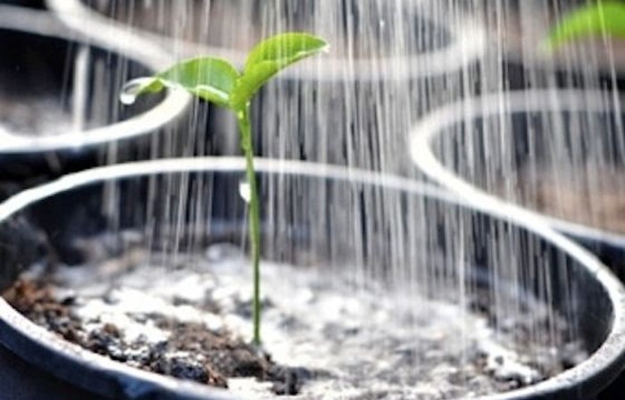 Watering Seedlings
