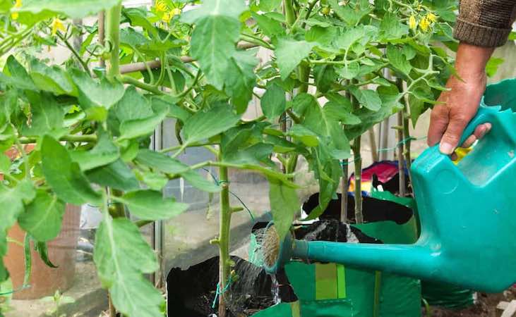 watering tomatoes in pots