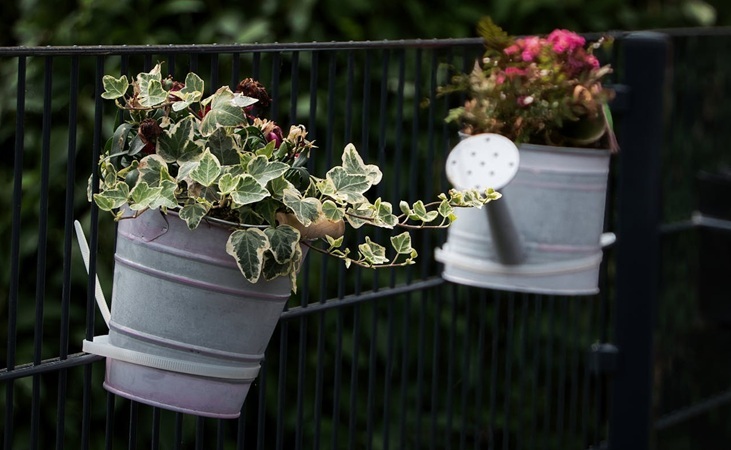 Watering cans used as planters Watering cans used as planters