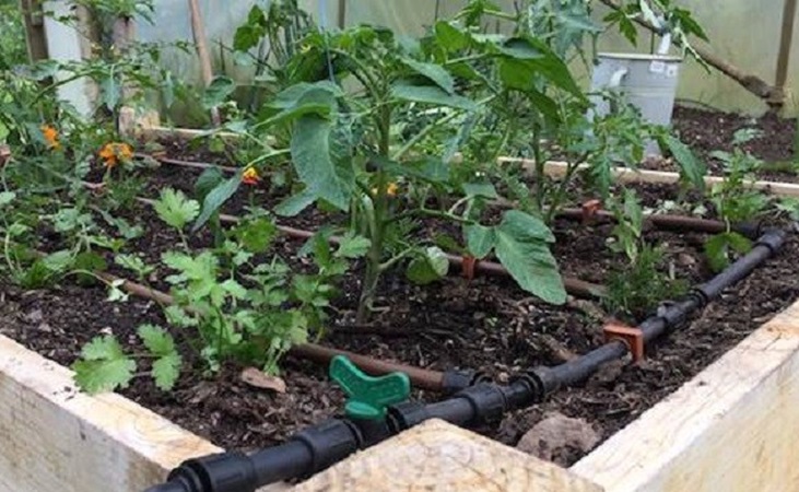 drip irrigation in a raised bed
