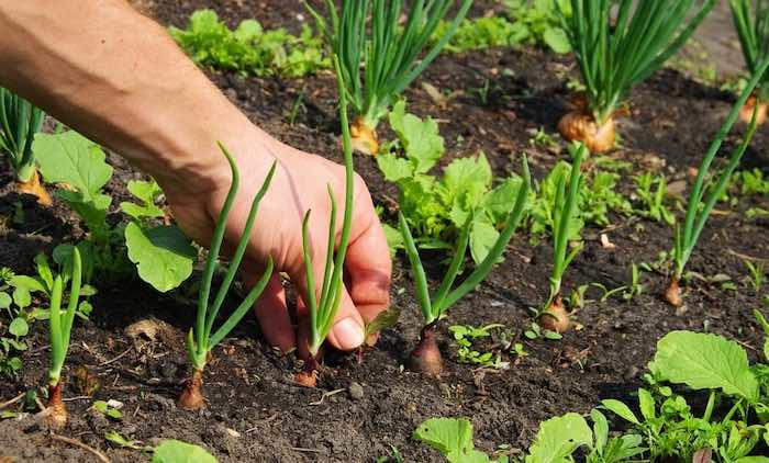 Weeding annual weeds in onion bed