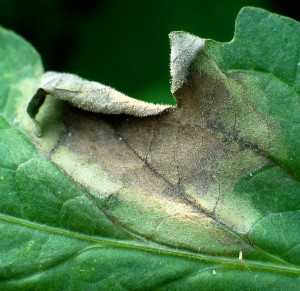 Potato blight spores underneath leaf
