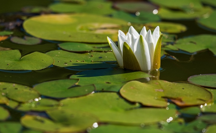 white water lily white water lily